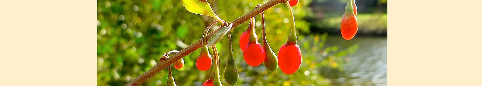 Goji Berry (Lycium Barbarum) — The Goji Berry (Lycium barbarum) is a hardy, deciduous shrub reaching 6 to 10 feet in height and width