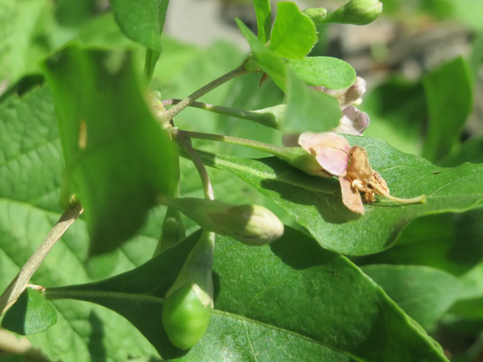 Goji Berry (Lycium Barbarum) — making it a hardy choice for many gardeners.<br><br>With slender; growing to an average height of 8 to 12 feet and a spread of