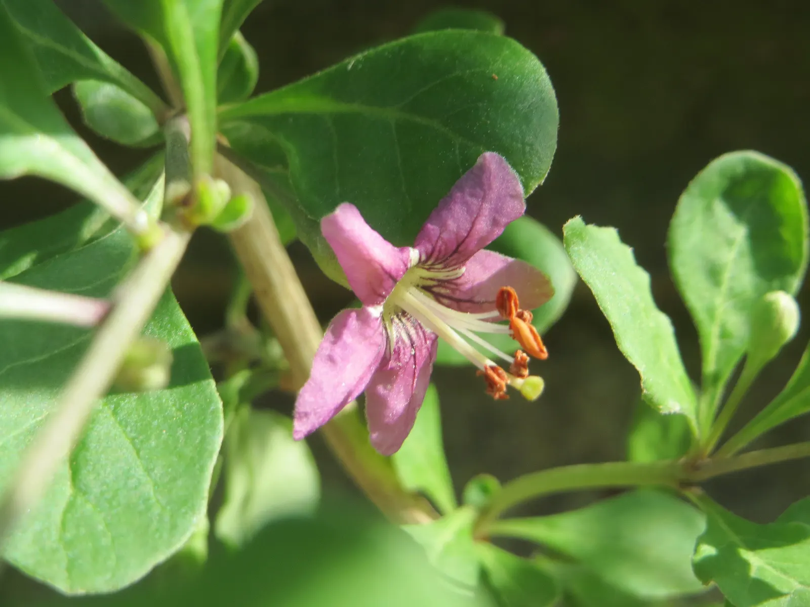 Goji Berry (Lycium Barbarum) — perennial / shrub with lavender blooms; though drought-tolerant once established