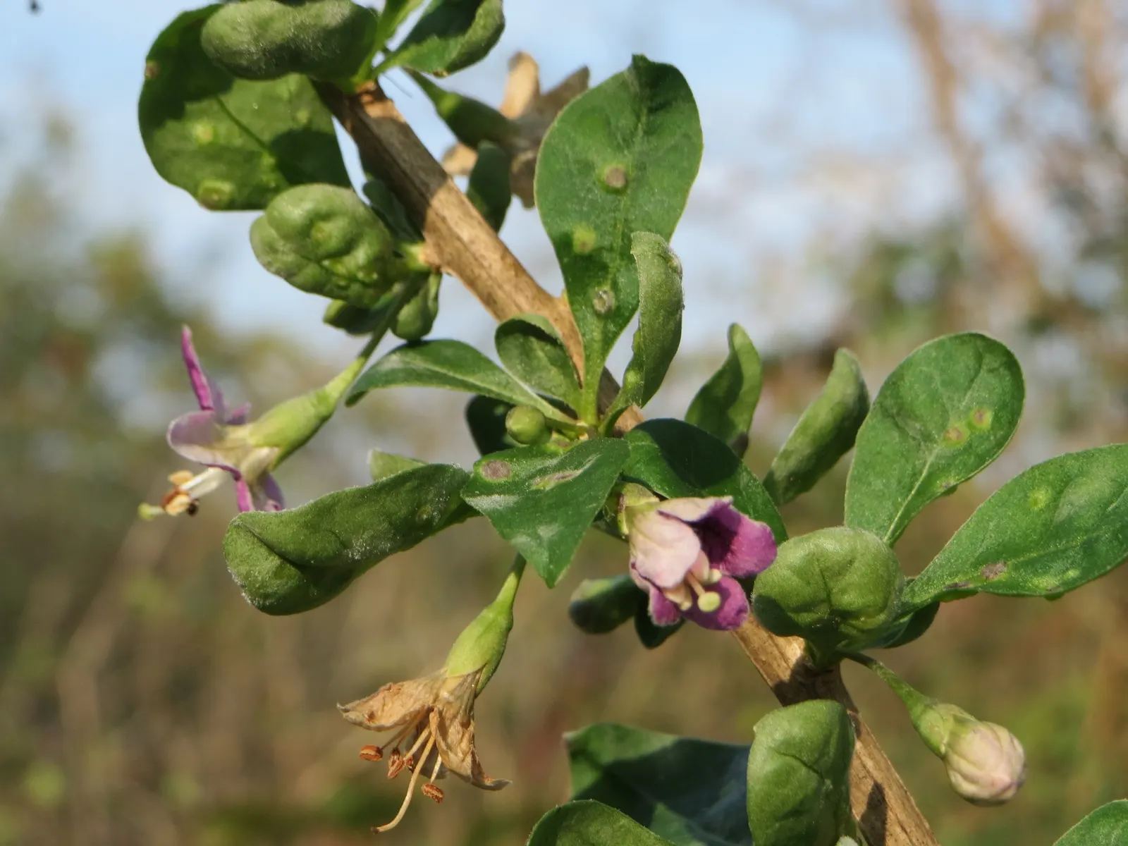 Goji Berry (Lycium Barbarum) — famed for its vibrant red-orange berries and numerous health benefits