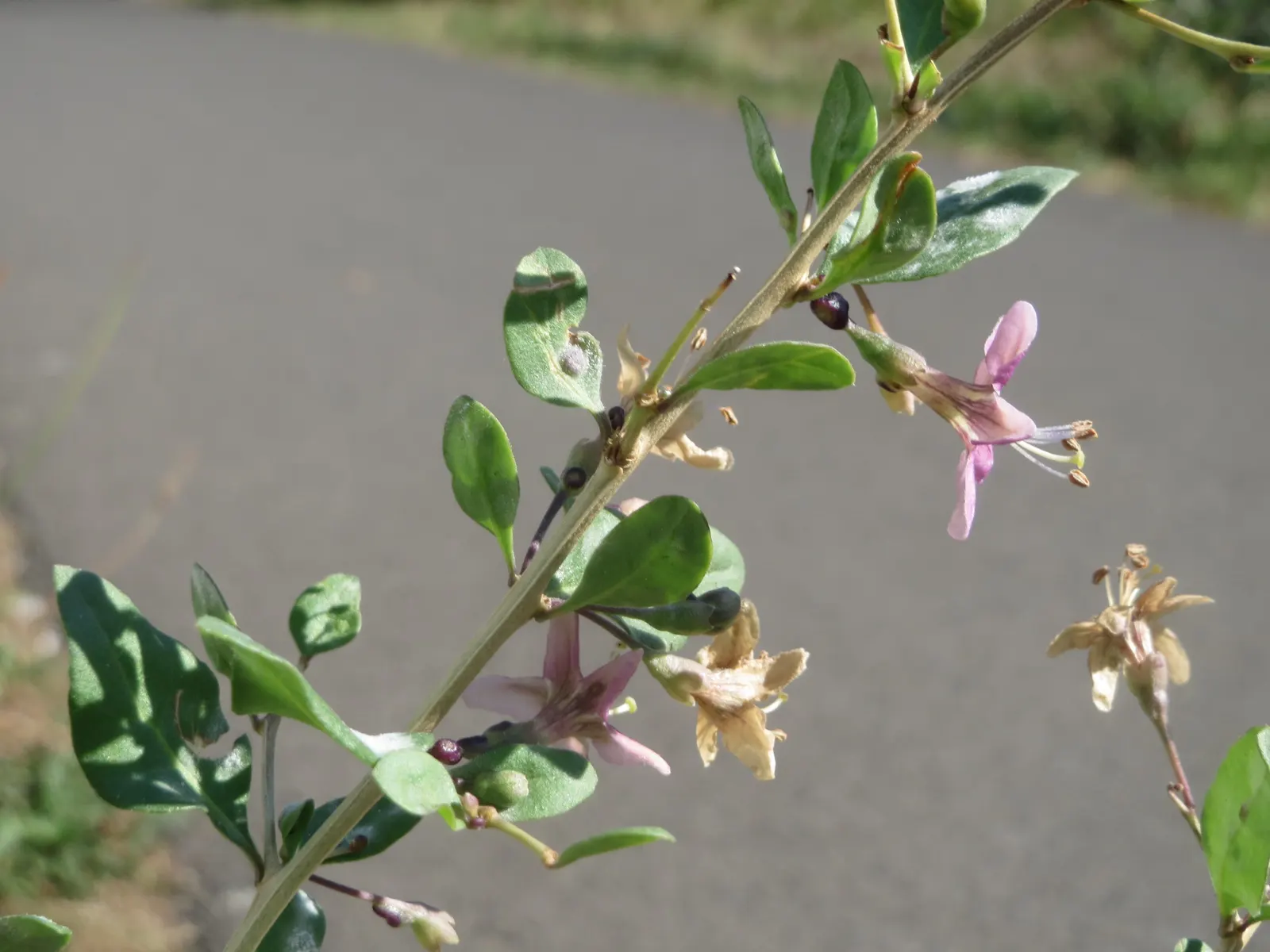 Goji Berry (Lycium Barbarum) — consistent moisture will ensure a bountiful harvest of berries typically from late June to October; arching branches and