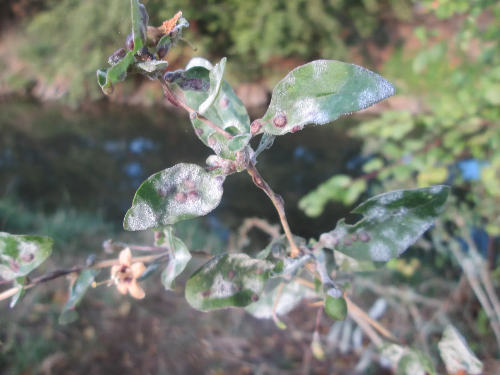 Goji Berry (Lycium Barbarum) — arching branches and lance-shaped leaves
