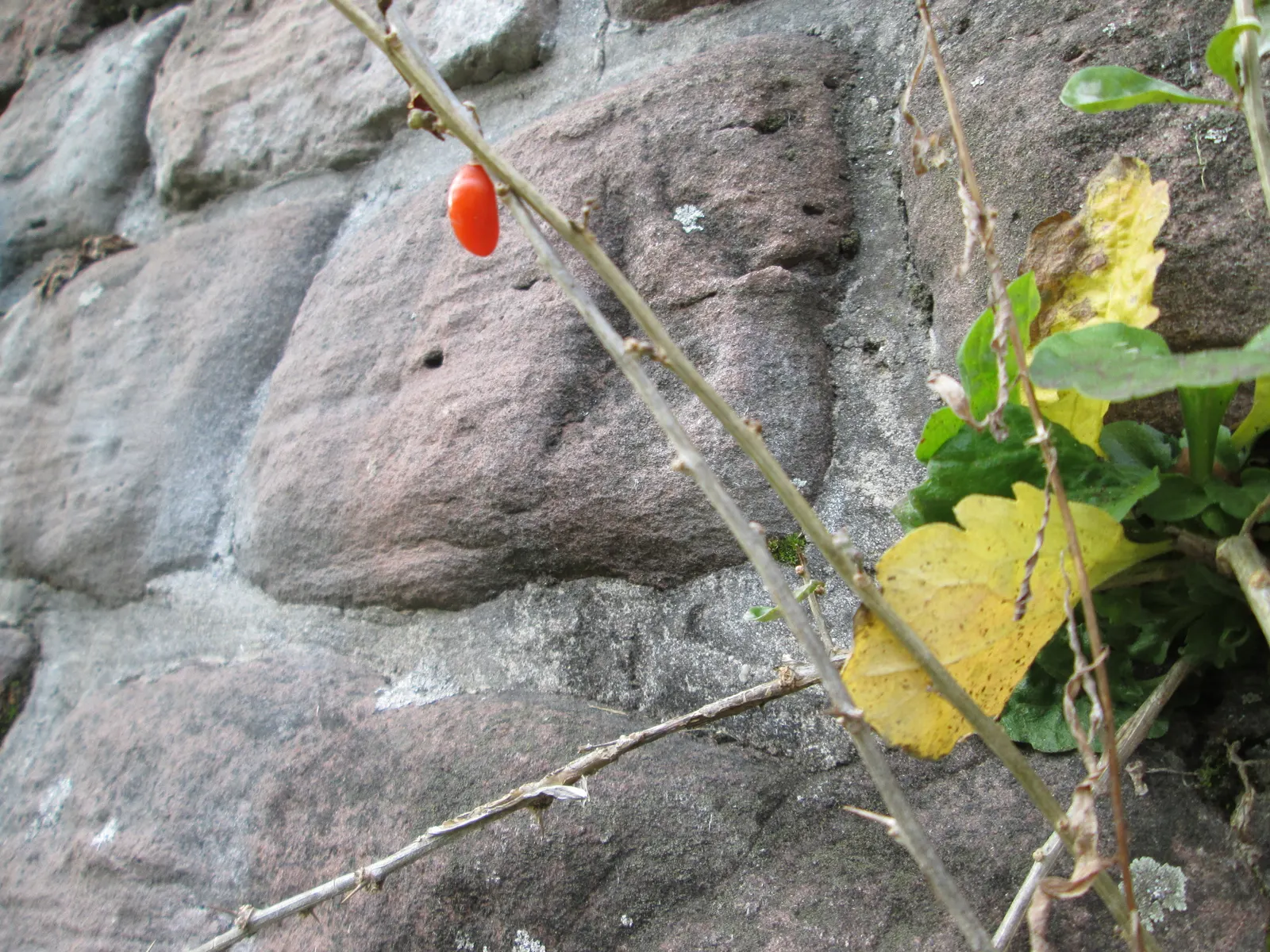 Goji Berry (Lycium Barbarum) — scientifically known as Lycium barbarum; the plant is resilient against pests and diseases, image 85