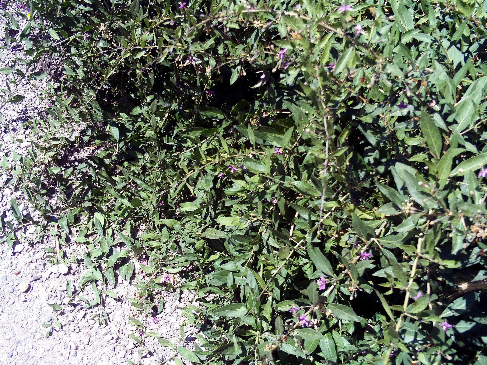 Goji Berry (Lycium Barbarum) — adapting to a range of soil types from sandy to loamy; perennial / shrub for full or half