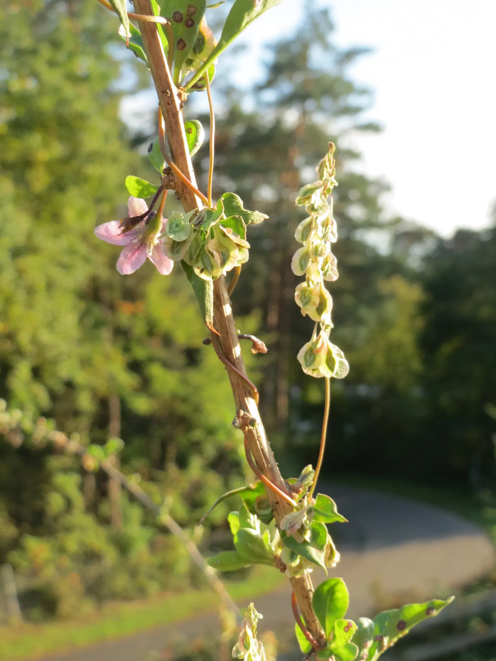 Goji Berry (Lycium Barbarum) — enriching their garden experience; hardy in USDA zones 3 to 10, image 77
