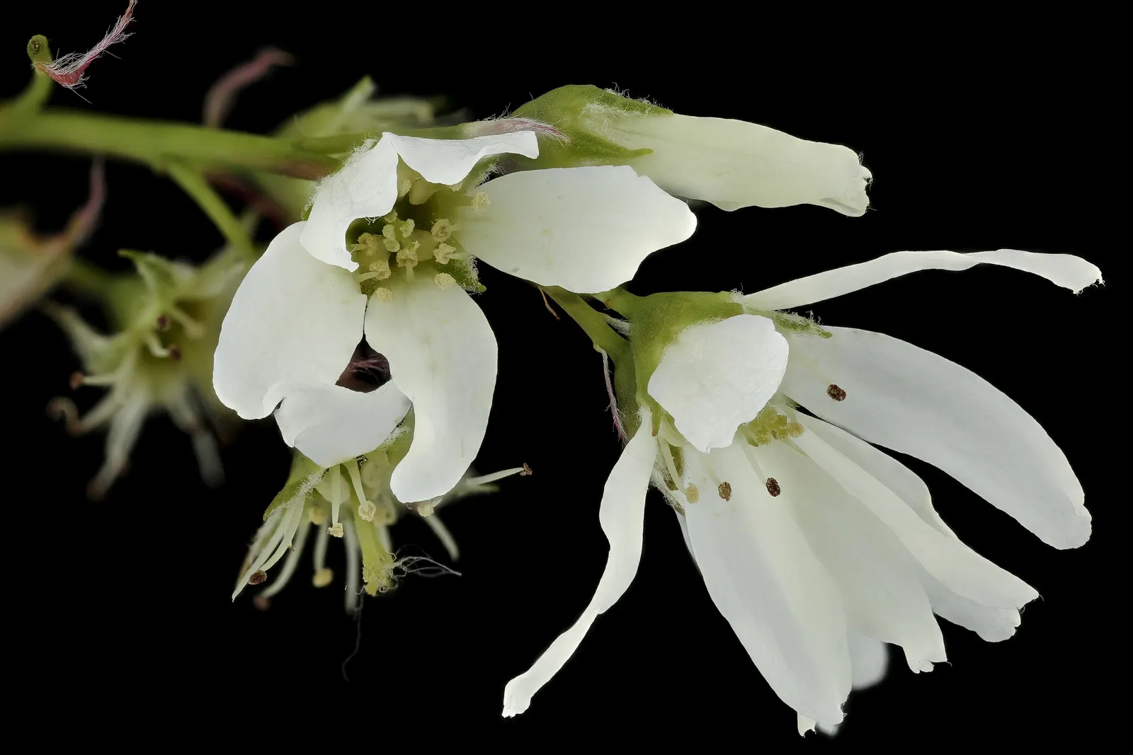 Goji Berry (Lycium Barbarum) — Thriving in USDA zones 3-10, it prefers full sun to partial shade and well-drained soil; lavender flowers in the, image 103