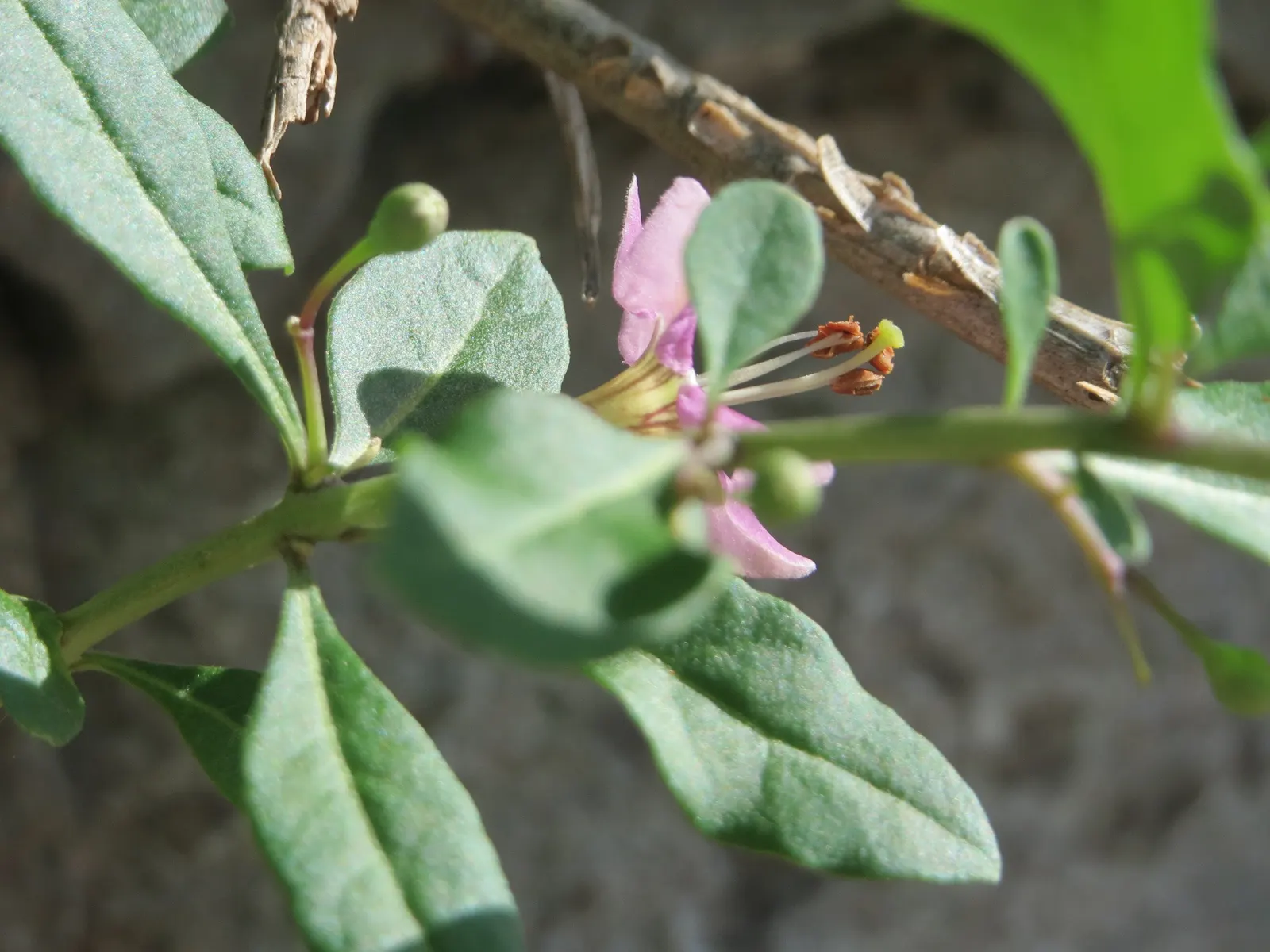 Goji Berry (Lycium Barbarum) — perennial / shrub for full or half; enriching their garden experience, image 80