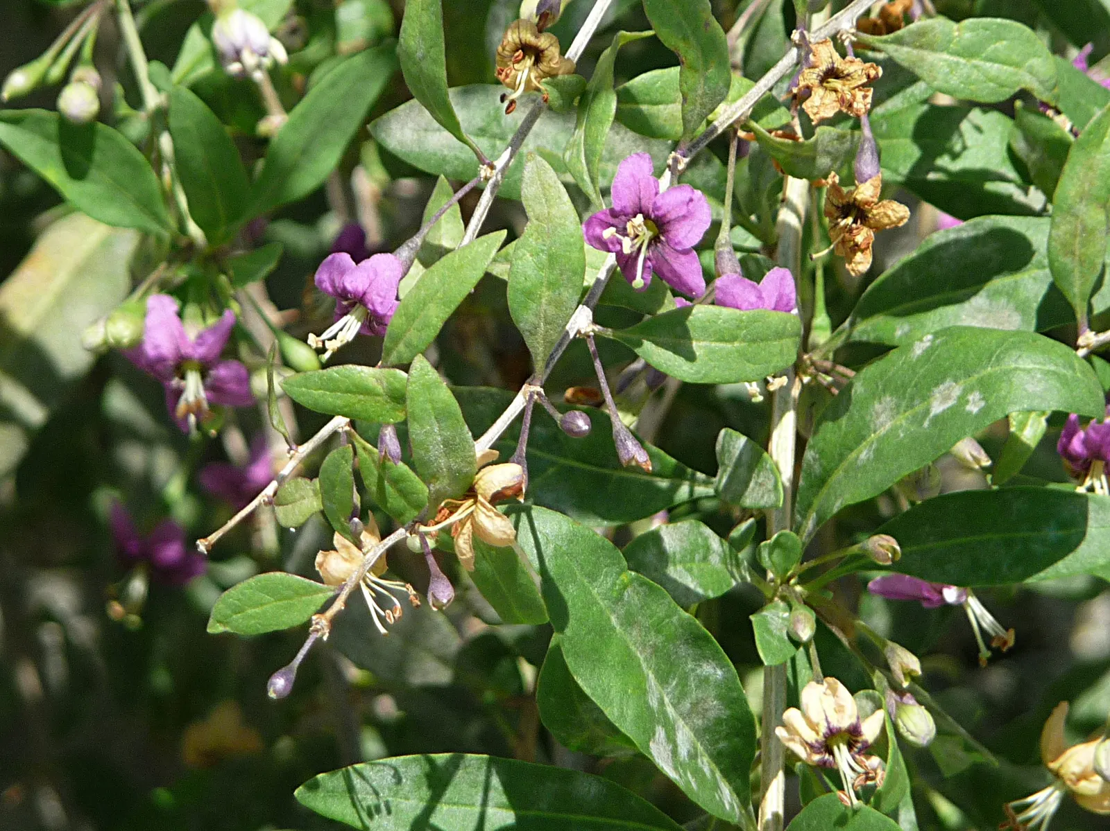 Goji Berry (Lycium Barbarum) — perennial / shrub with lavender blooms; though drought-tolerant once established, image 59