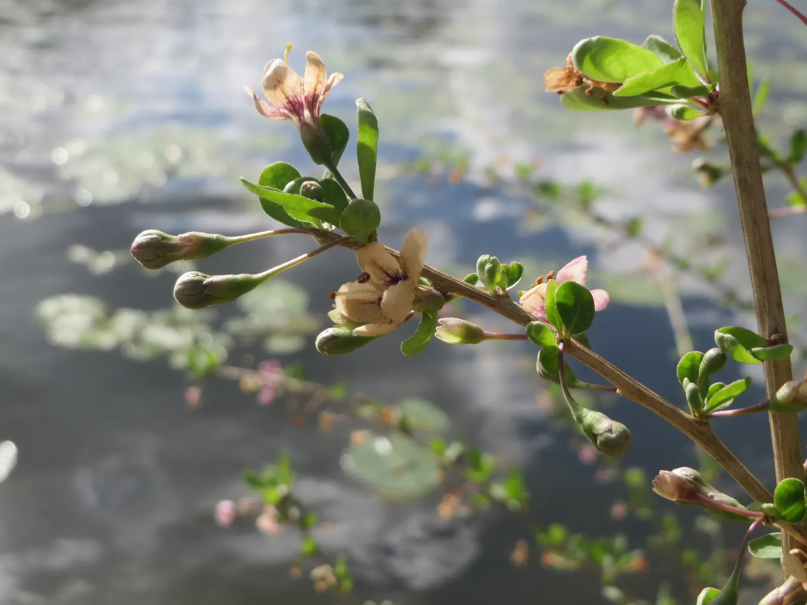 Goji Berry (Lycium Barbarum) — Growing to an average height of 8 to 12 feet and a spread of approximately 4 to 6 feet; making it a hardy choice for, image 48