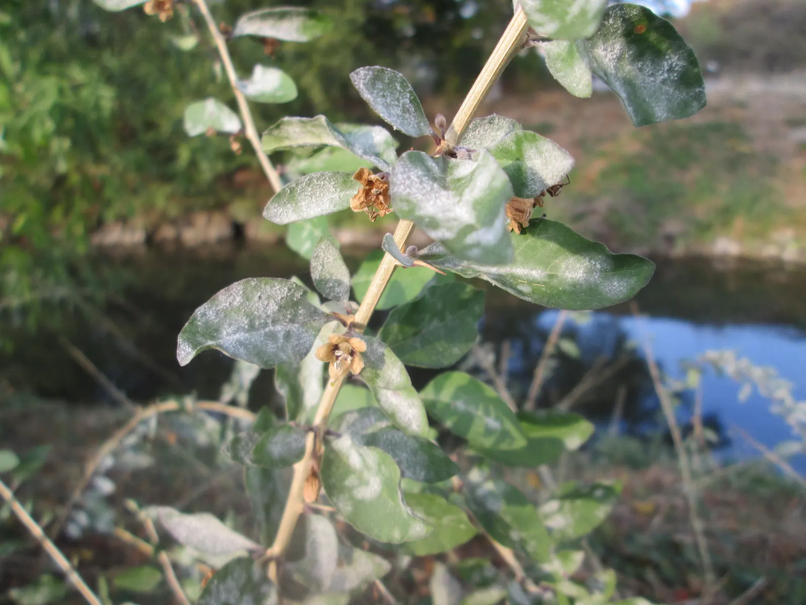 Goji Berry (Lycium Barbarum) — Though drought-tolerant once established