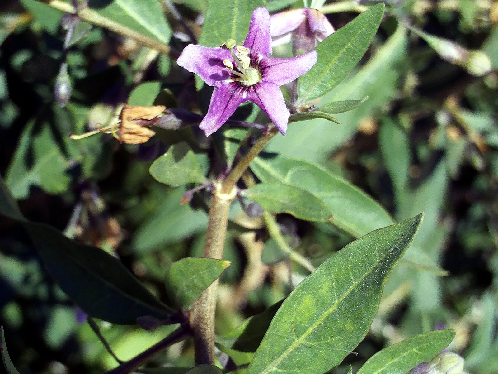 Goji Berry (Lycium Barbarum) — is a highly adaptable deciduous shrub native to Asia; perennial / shrub with lavender blooms, image 46