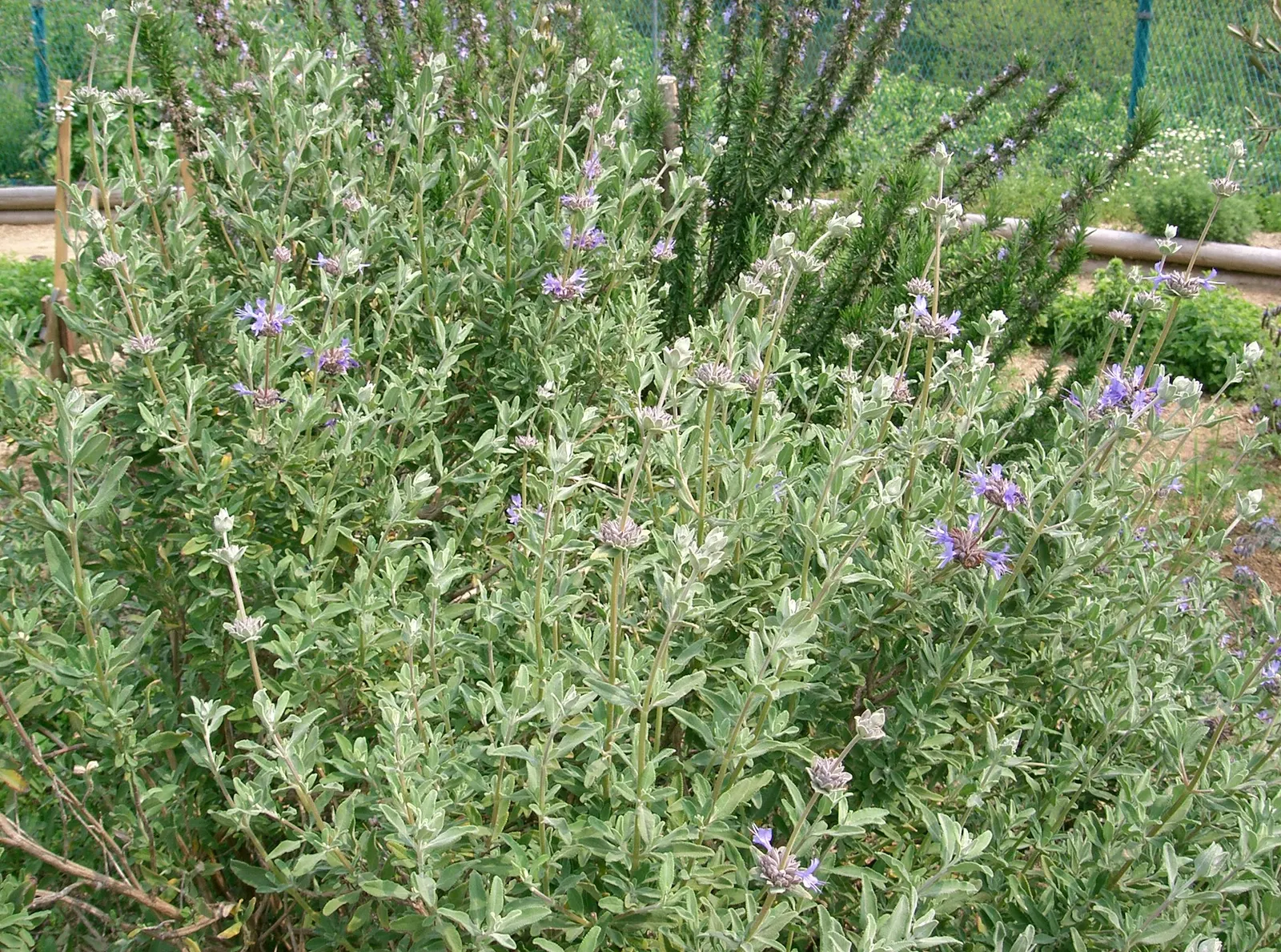 Cleveland Blue Sage (Salvia Clevelandii) — somewhat sprawly habit that offers a naturalistic aesthetic; maintain a distance of 3 to 4 feet between plants to