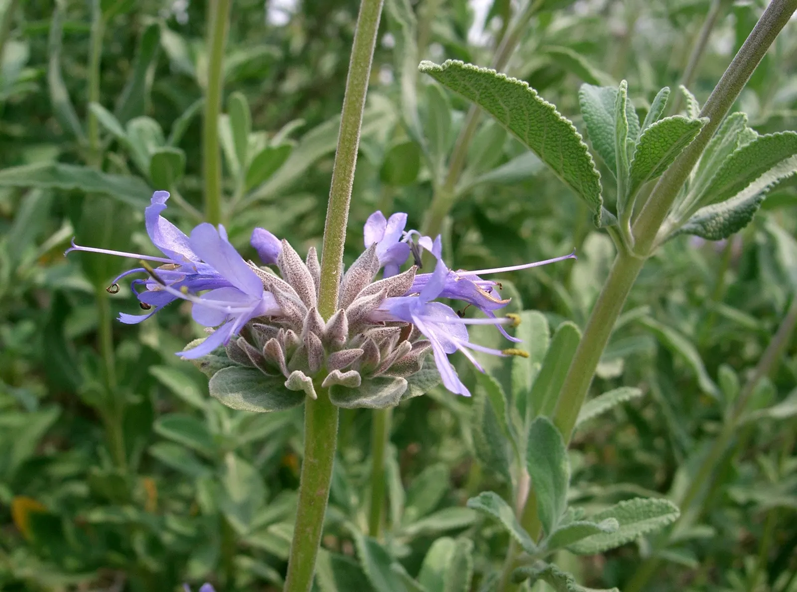 Cleveland Blue Sage (Salvia Clevelandii) — commonly referred to as Cleveland Blue Sage or Fragrant Sage; salvia clevelandii, or Cleveland Blue Sage, is an
