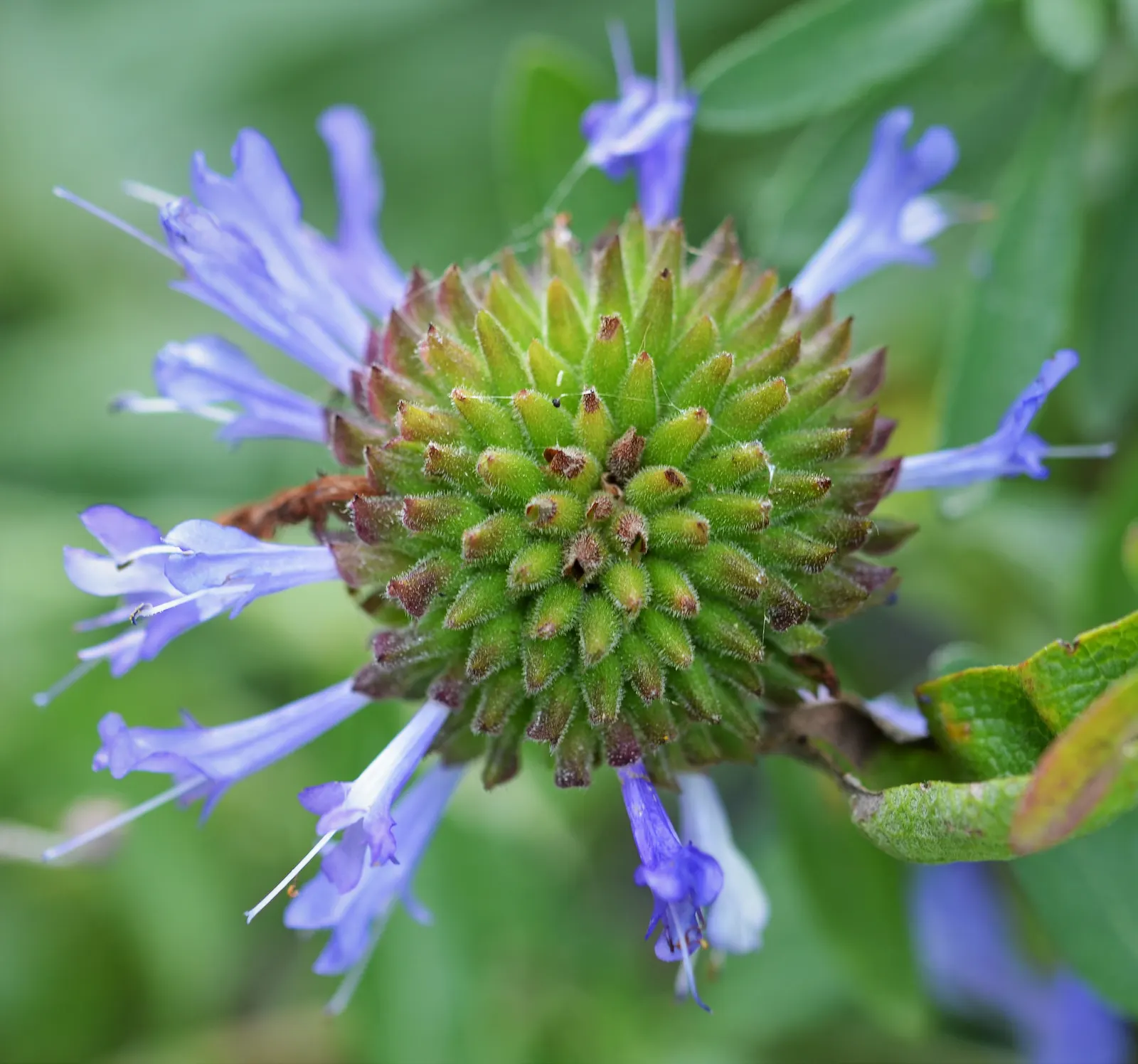 Cleveland Blue Sage (Salvia Clevelandii) — and minimal water once established; commonly referred to as Cleveland Blue Sage or Fragrant Sage
