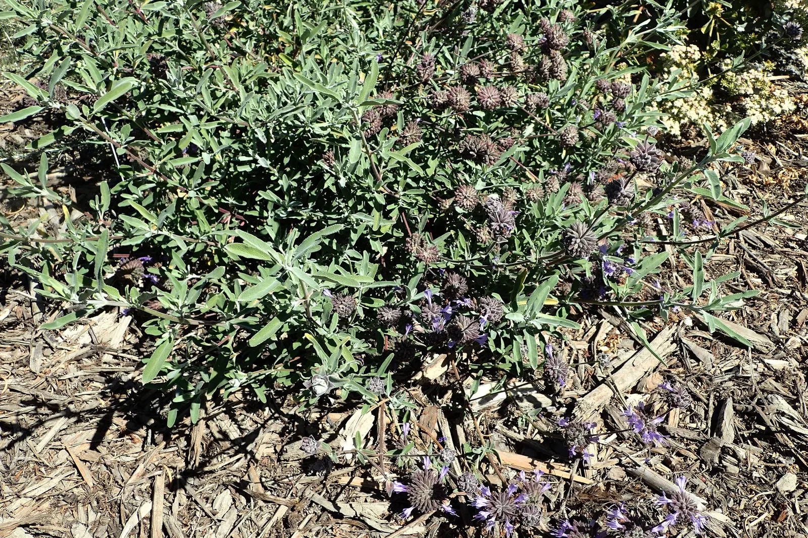 Cleveland Blue Sage (Salvia Clevelandii) — Salvia clevelandii, or Cleveland Blue Sage, is an aromatic evergreen shrub originating from California; and minimal