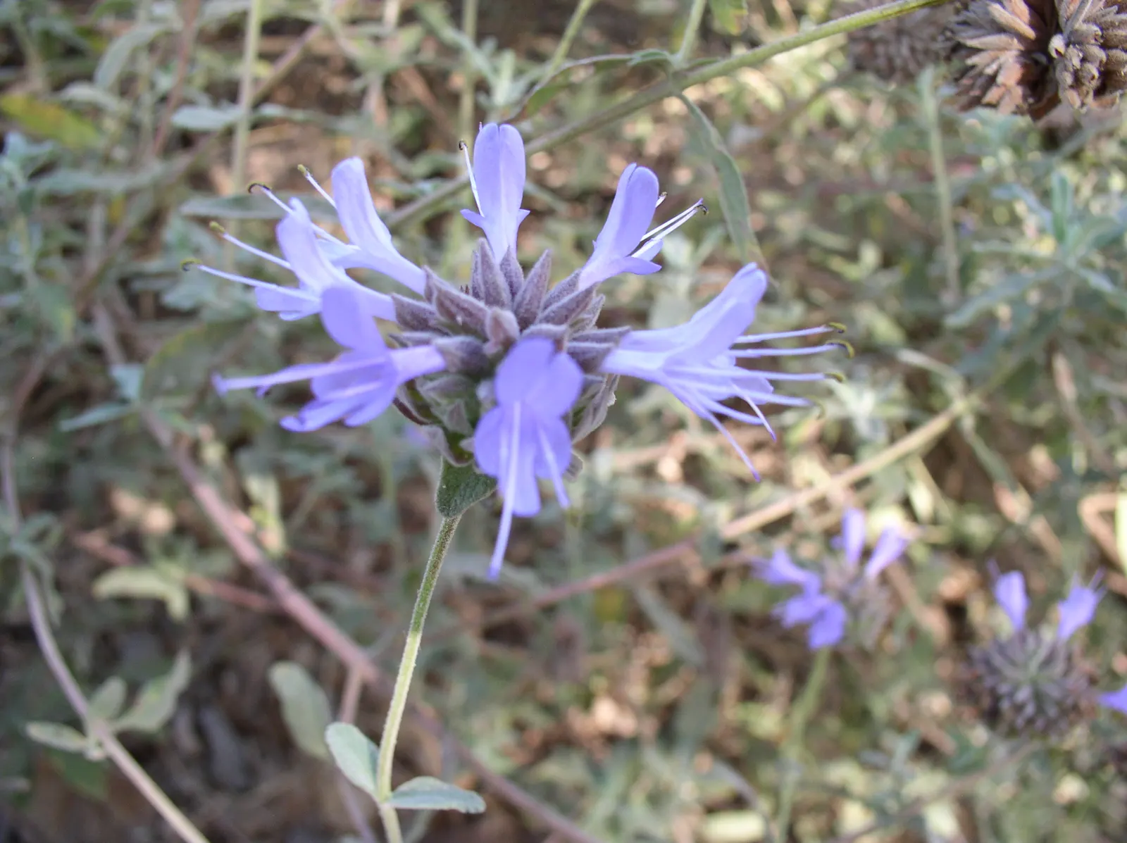 Cleveland Blue Sage (Salvia Clevelandii) — With its alluring silvery-green foliage and whorls of striking violet-blue flowers; somewhat sprawly habit that