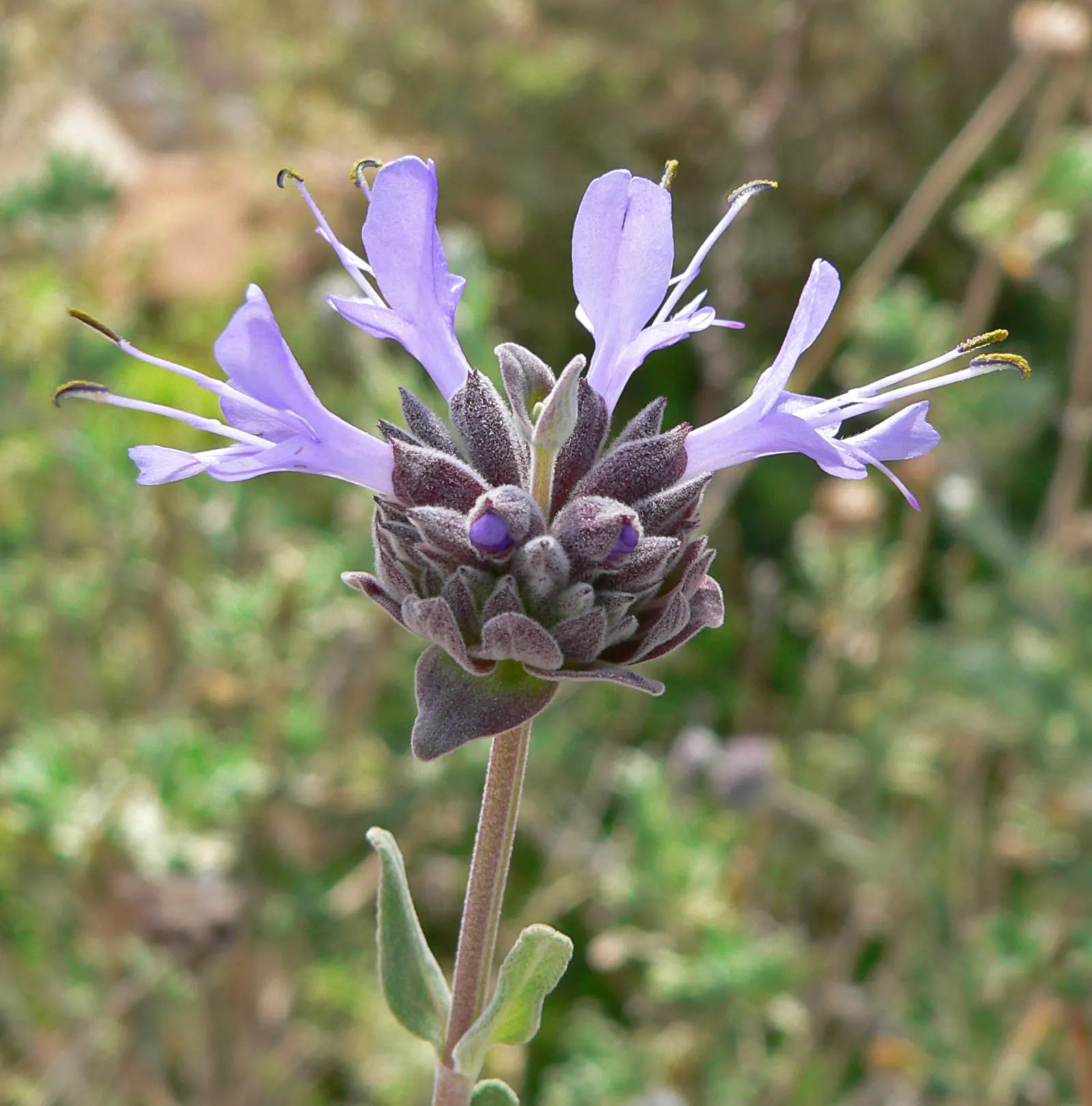 Cleveland Blue Sage (Salvia Clevelandii) — making it ideal for water-wise gardens; regular deadheading can encourage a longer flowering season