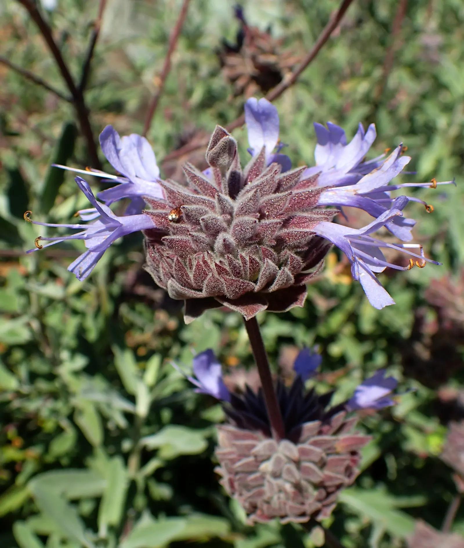 Cleveland Blue Sage (Salvia Clevelandii) — It requires well-draining soil; shrub with blue and lavender blooms