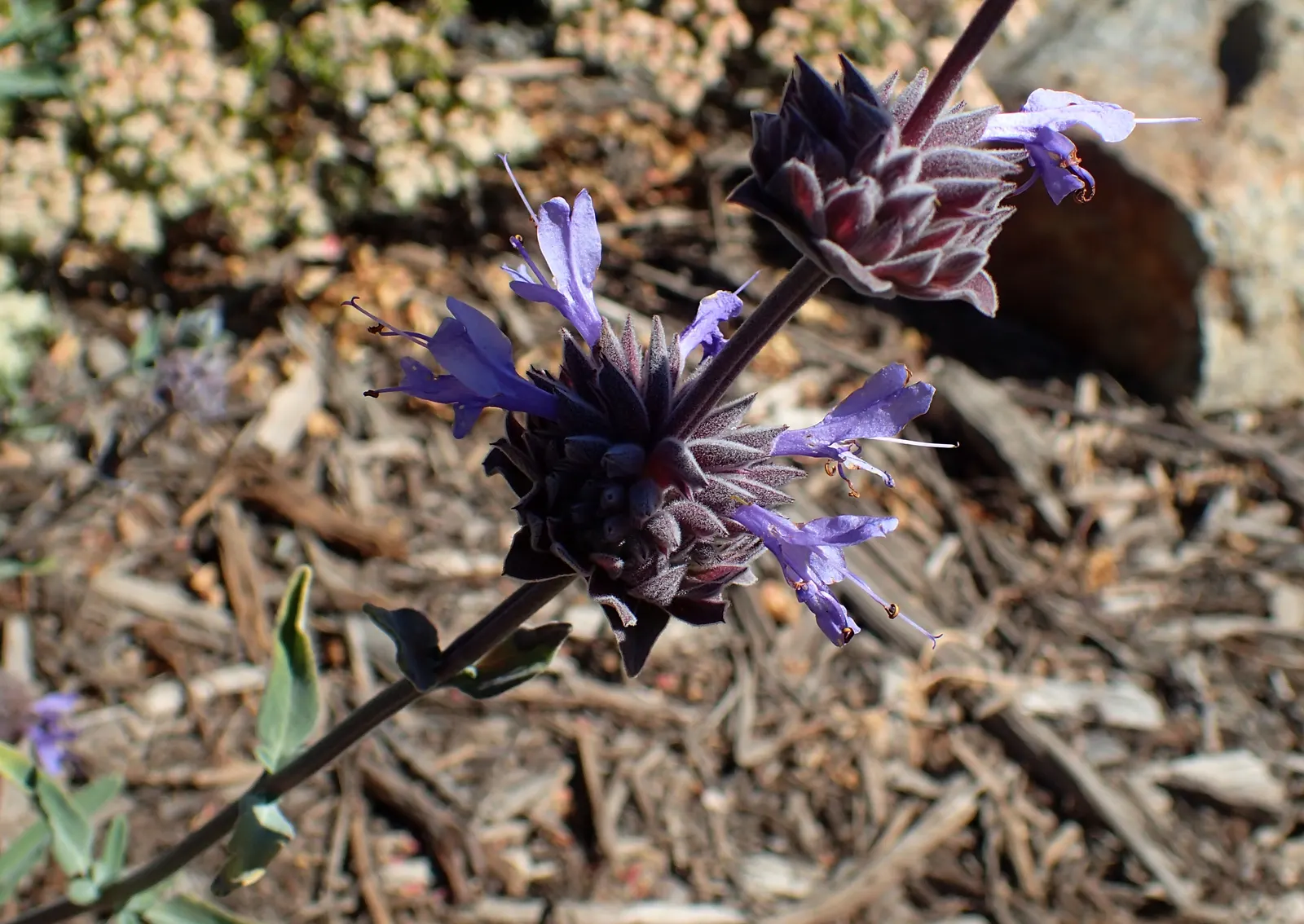 Cleveland Blue Sage (Salvia Clevelandii) — Thriving in USDA zones 8-11, it reaches 3-5 feet in height and spreads 5-8 feet wide; this sage is a magnet for bees