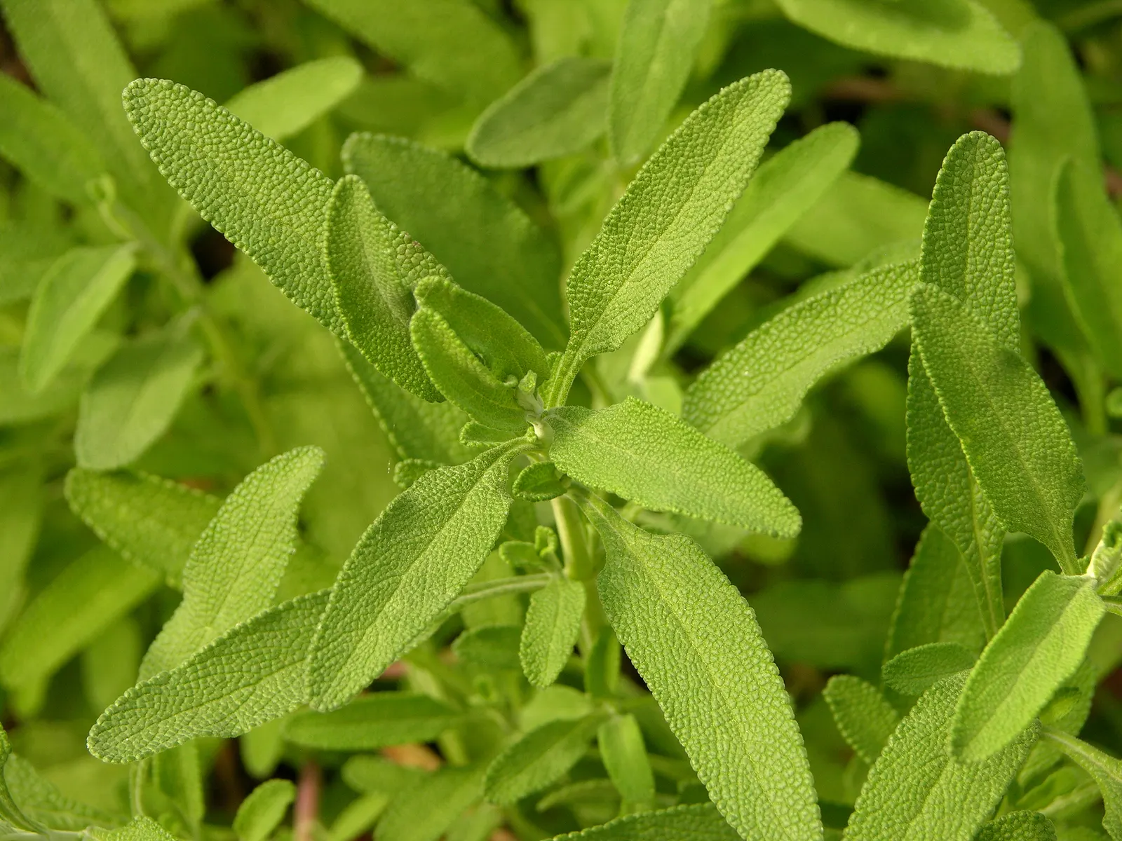 Cleveland Blue Sage (Salvia Clevelandii) — shrub for full or half