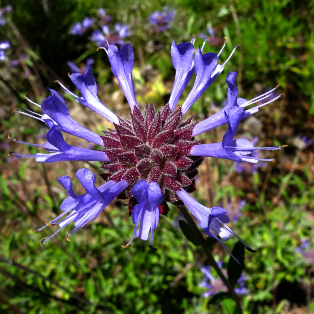 Cleveland Blue Sage (Salvia Clevelandii) — Salvia clevelandii, or Cleveland Blue Sage, is an aromatic evergreen shrub originating from California