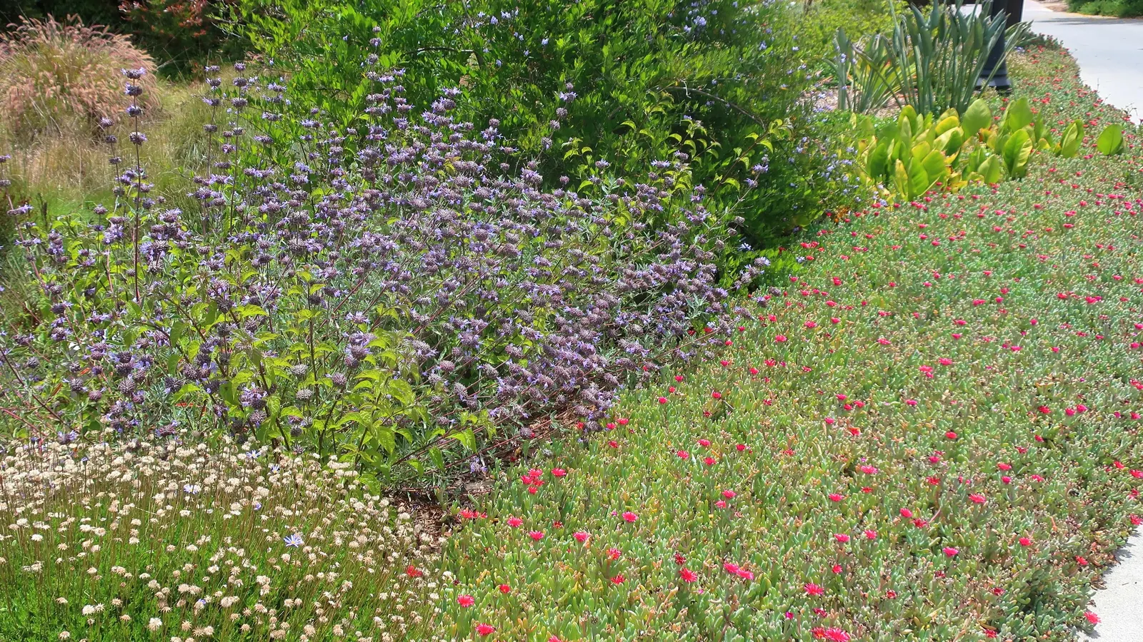 Cleveland Blue Sage (Salvia Clevelandii) — shrub with blue and lavender blooms