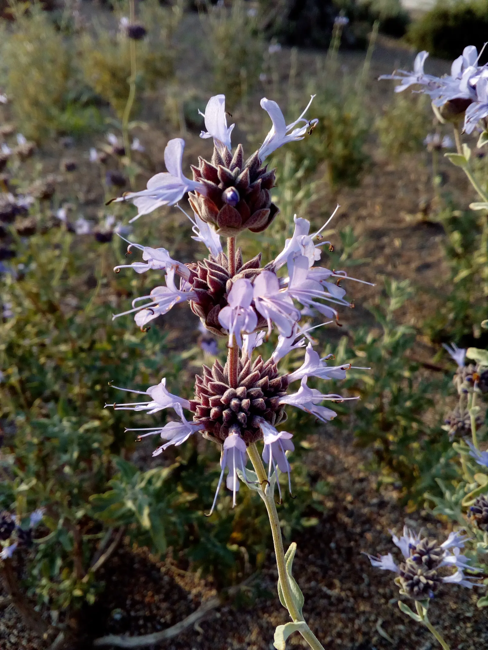 Cleveland Blue Sage (Salvia Clevelandii) — somewhat sprawly habit that offers a naturalistic aesthetic
