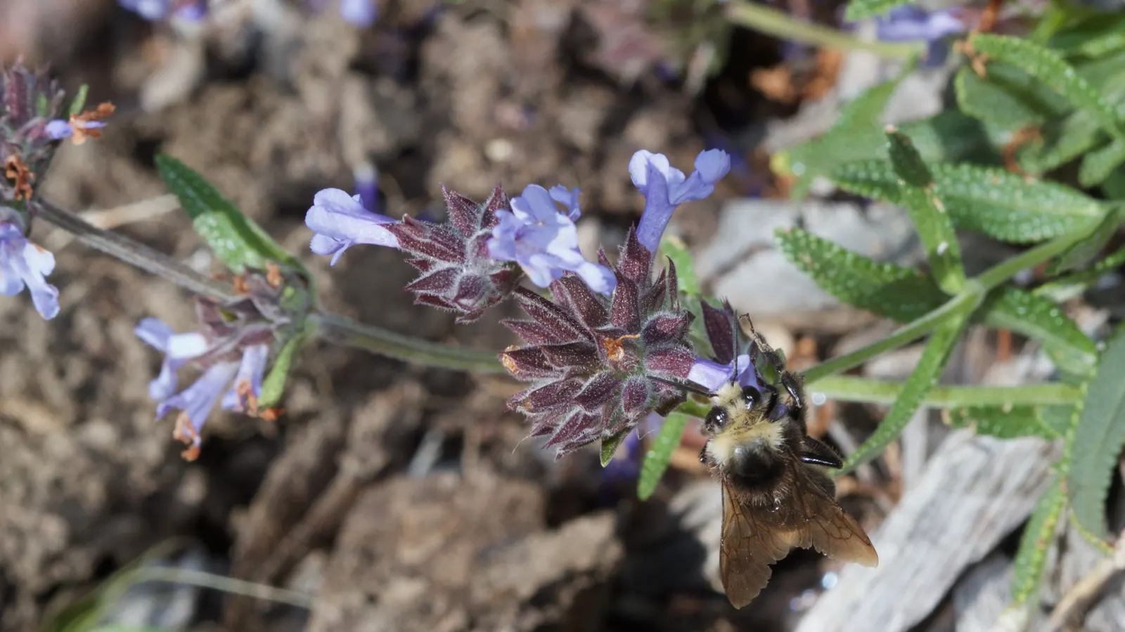 Cleveland Blue Sage (Salvia Clevelandii) — It's also known for its low water requirements and can adapt to less fertile soils