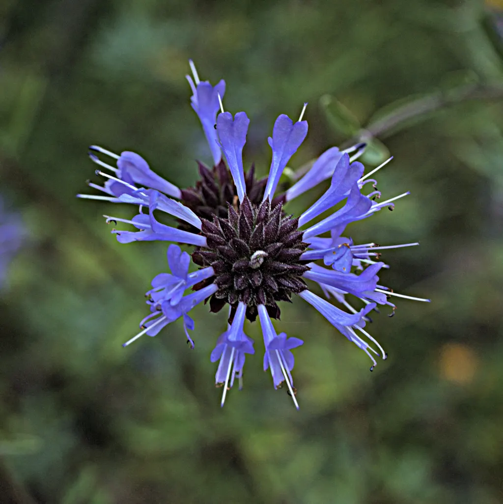 Cleveland Blue Sage (Salvia Clevelandii) — It requires well-draining soil