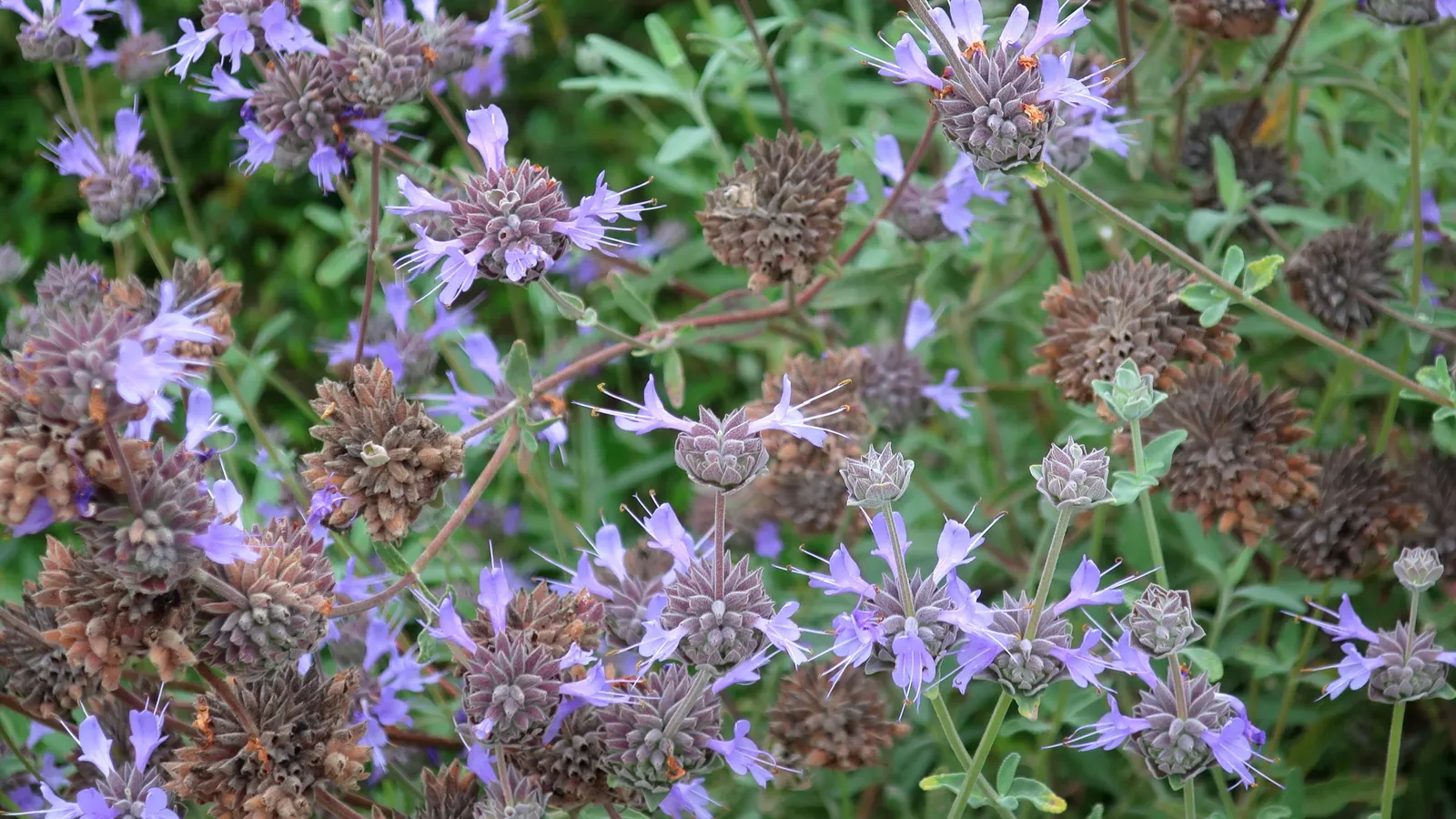 Cleveland Blue Sage (Salvia Clevelandii) — adding another layer of dynamic life to the garden