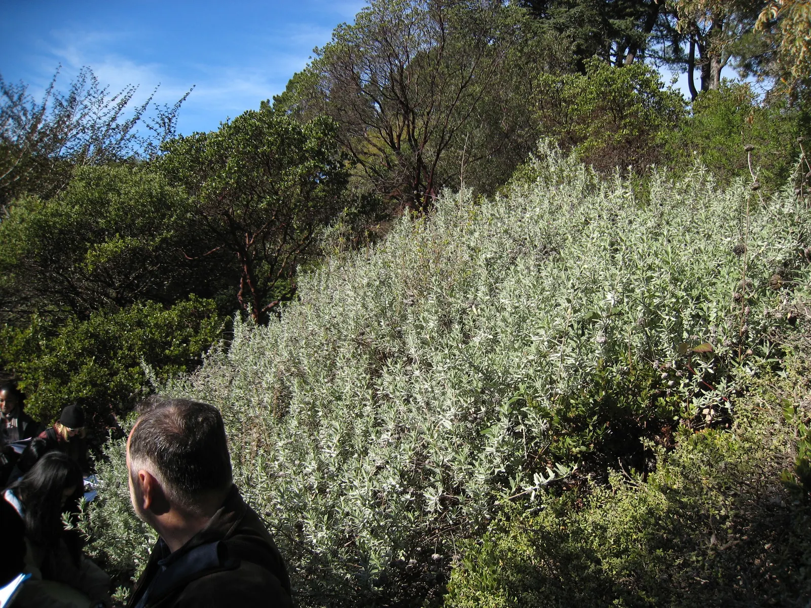 Cleveland Blue Sage (Salvia Clevelandii) — Regular deadheading can encourage a longer flowering season