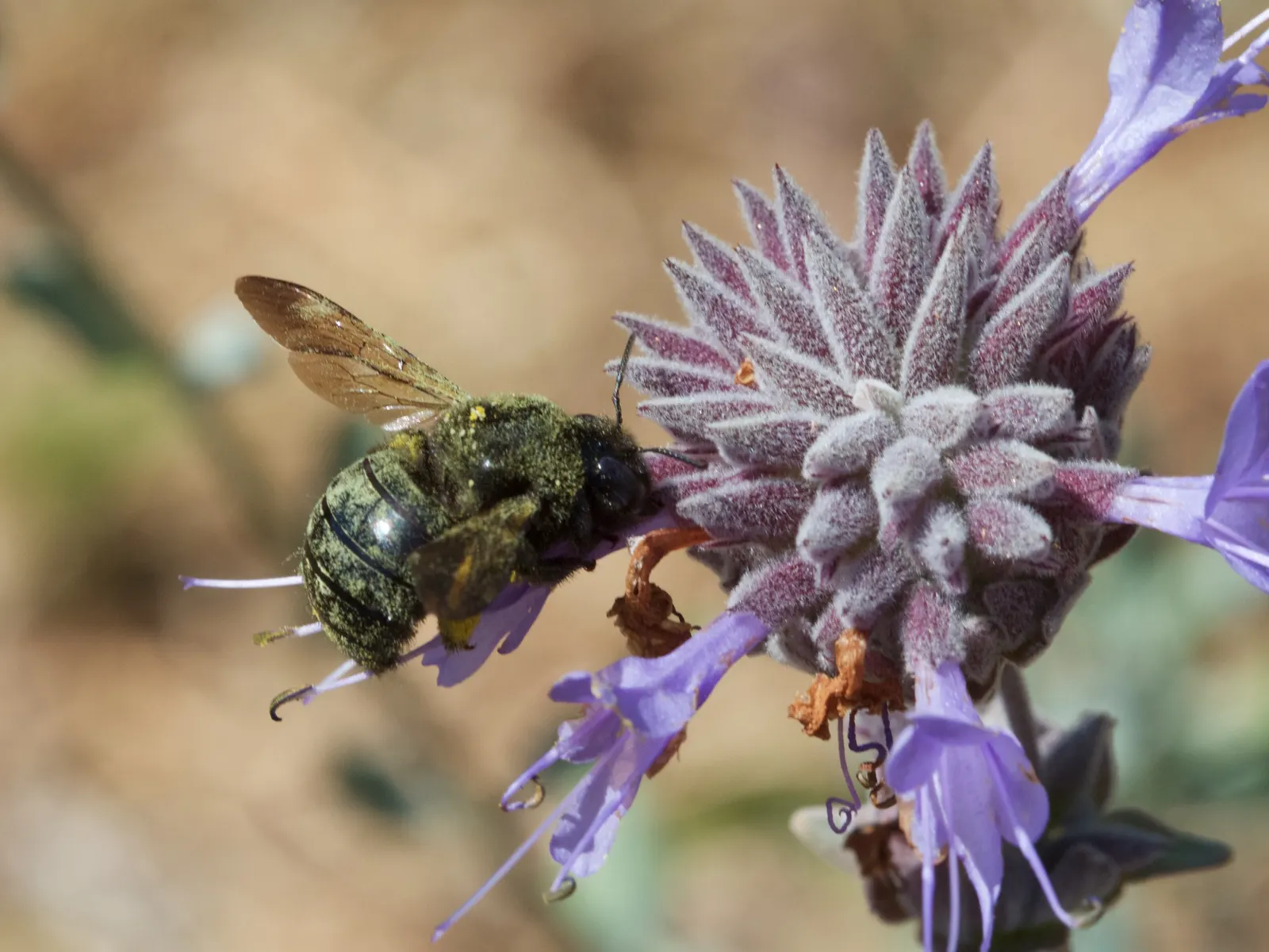 Cleveland Blue Sage (Salvia Clevelandii) — this sage is a magnet for bees