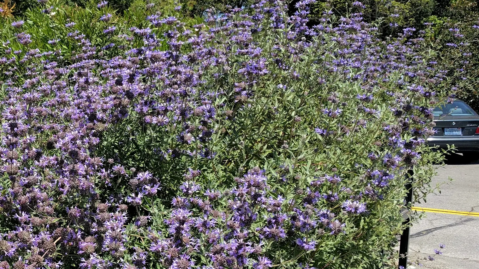 Cleveland Blue Sage (Salvia Clevelandii) — and occasional pruning keeps the plant compact.<br><br>When spacing Salvia clevelandii
