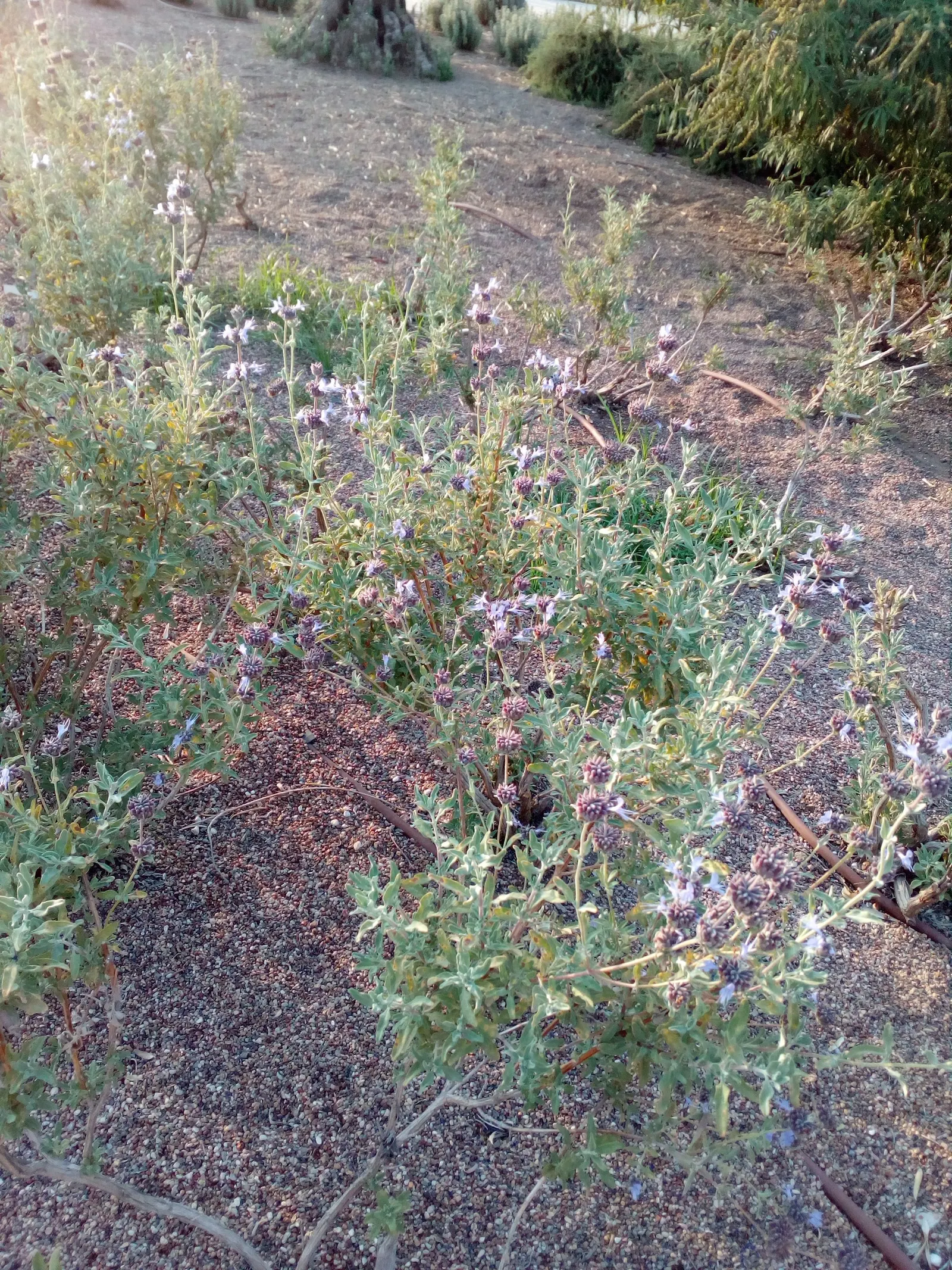 Cleveland Blue Sage (Salvia Clevelandii) — and minimal water once established