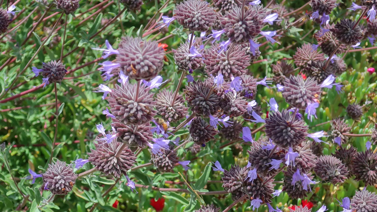 Cleveland Blue Sage (Salvia Clevelandii) — maintain a distance of 3 to 4 feet between plants to ensure ample room for growth