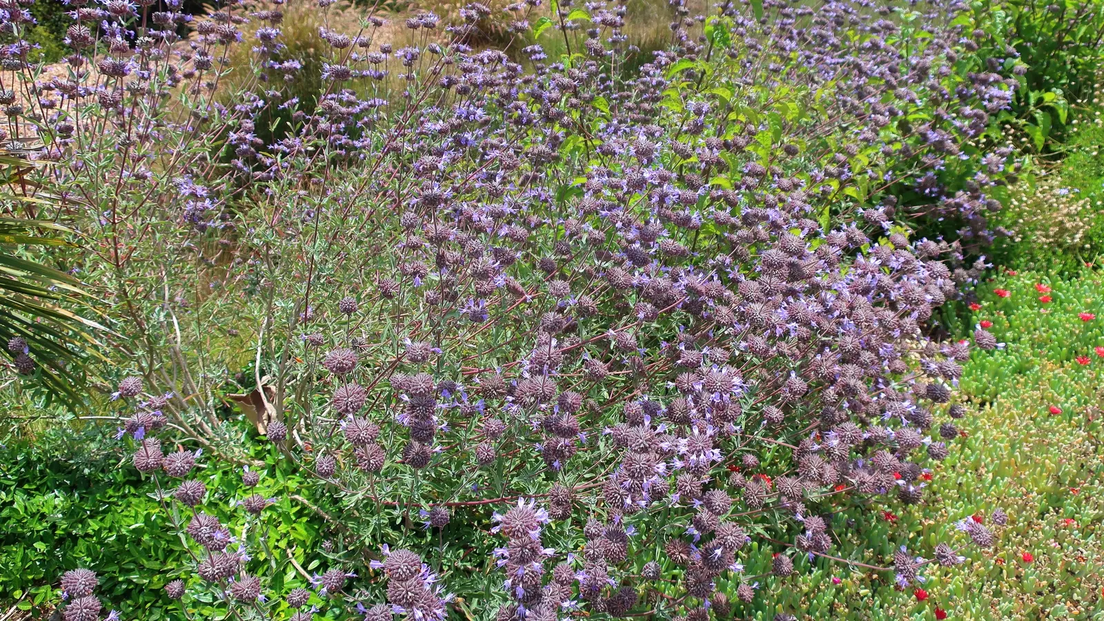 Cleveland Blue Sage (Salvia Clevelandii) — blue and lavender flowers in the garden