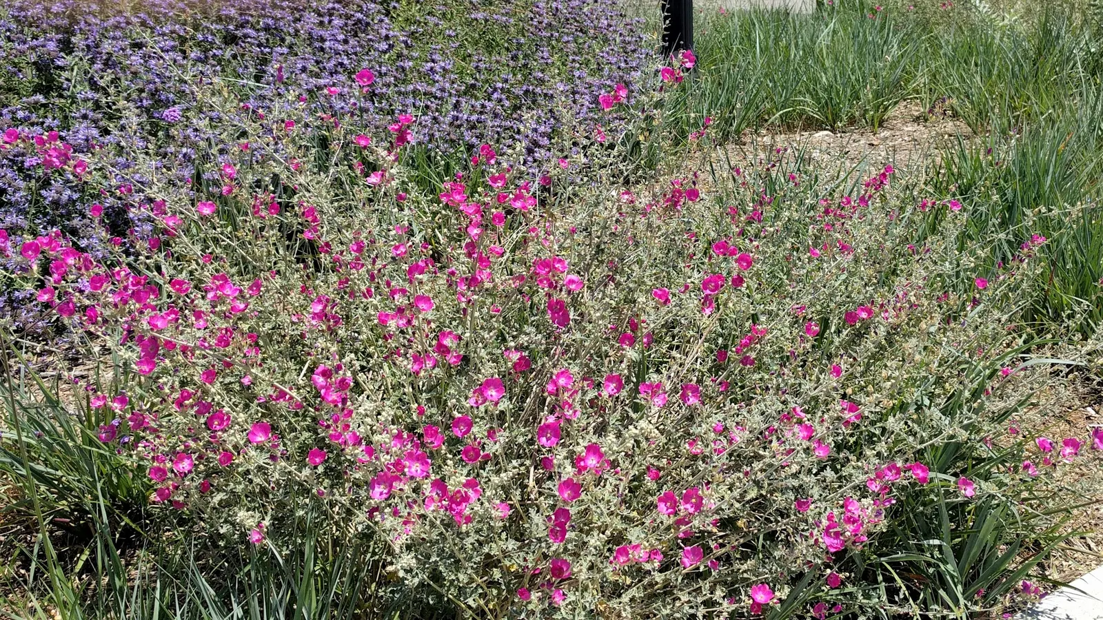 Cleveland Blue Sage (Salvia Clevelandii) — allowing each plant to flourish and contribute fully to the garden's aesthetic