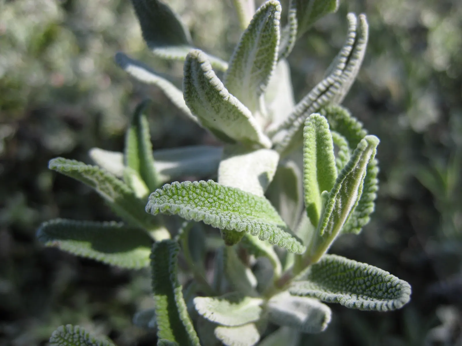 Cleveland Blue Sage (Salvia Clevelandii) — Its bloom period extends from late spring to early summer