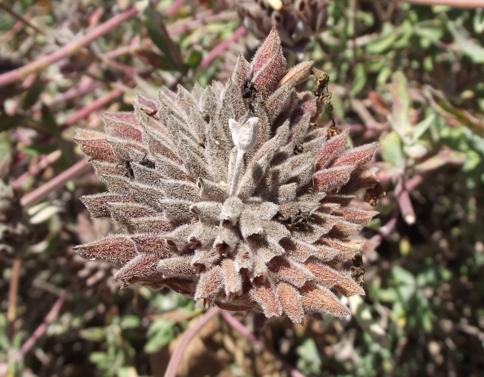 Cleveland Blue Sage (Salvia Clevelandii) — making it ideal for water-wise gardens