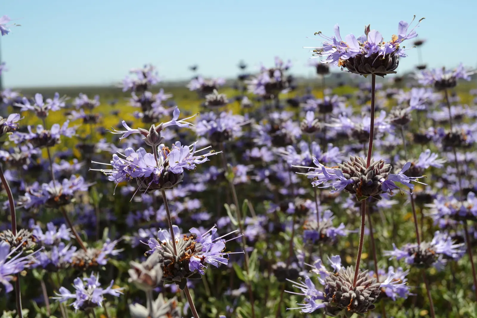 Cleveland Blue Sage (Salvia Clevelandii) — commonly referred to as Cleveland Blue Sage or Fragrant Sage