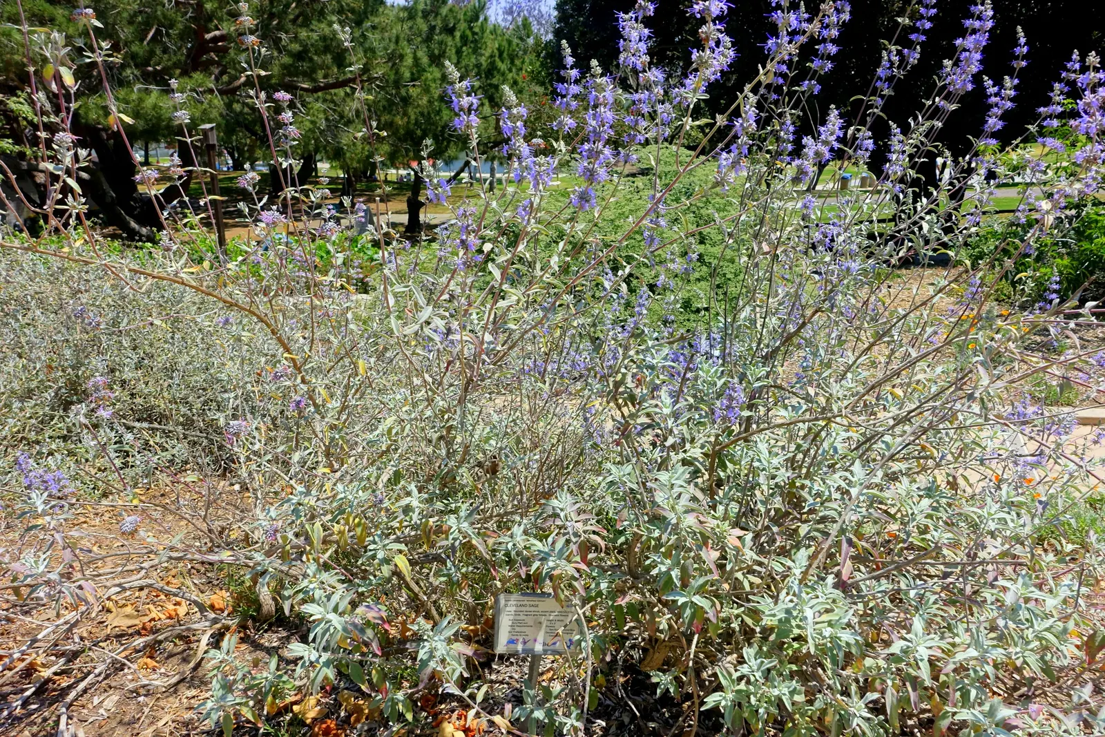 Cleveland Blue Sage (Salvia Clevelandii) — Thriving in USDA zones 8-11, it reaches 3-5 feet in height and spreads 5-8 feet wide