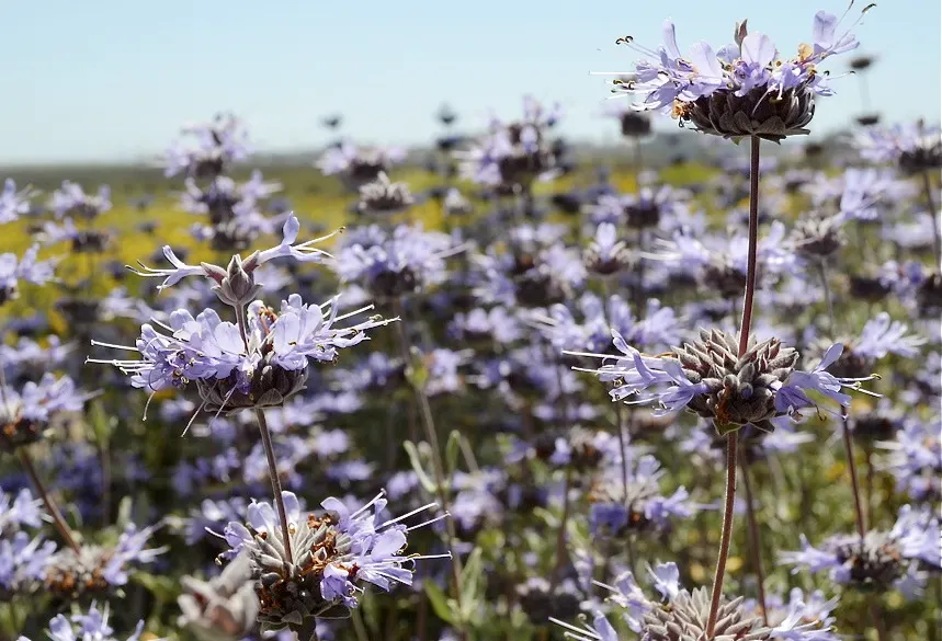 Cleveland Blue Sage (Salvia Clevelandii) — With its alluring silvery-green foliage and whorls of striking violet-blue flowers