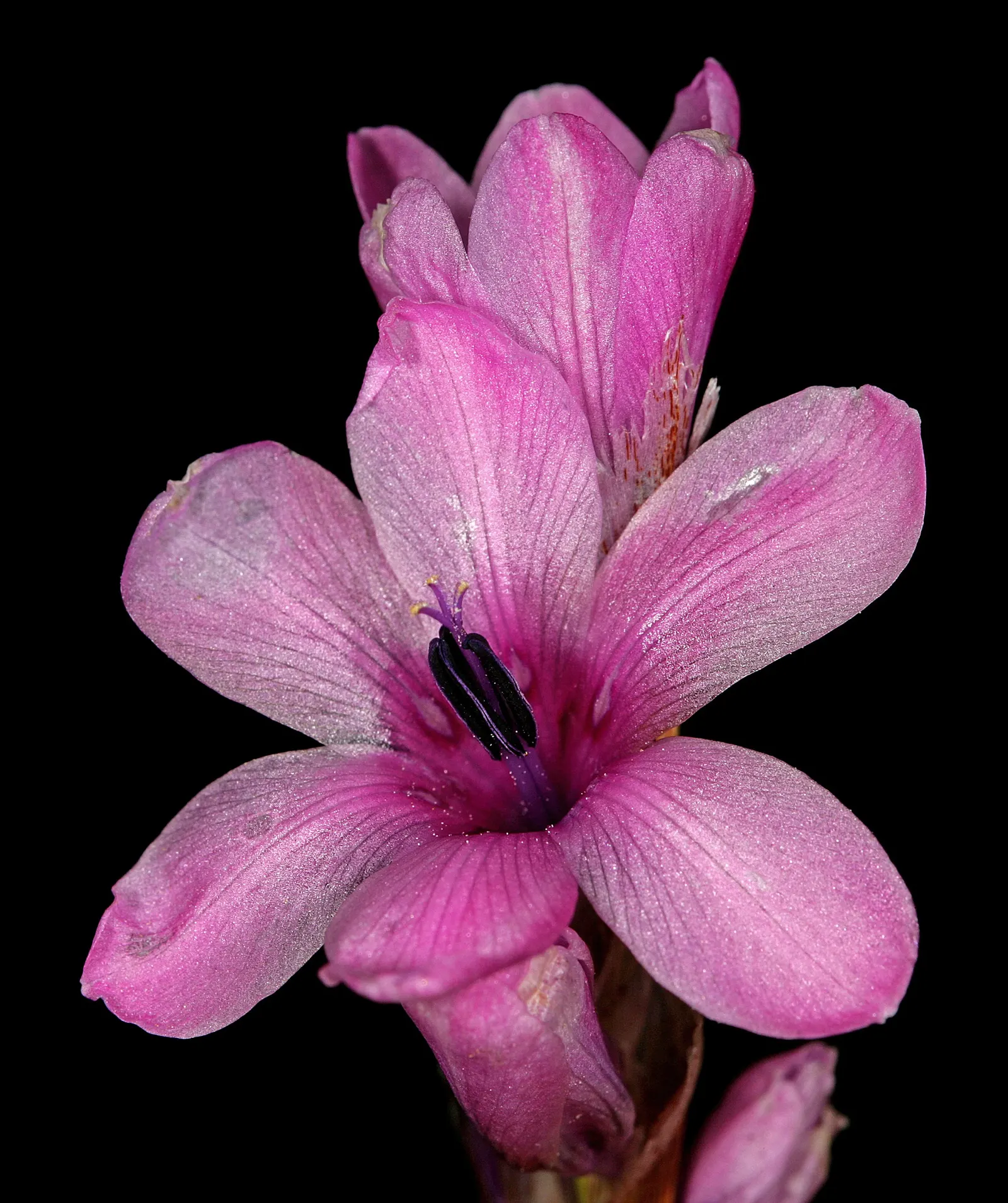 Angel's Fishing Rod (Dierama Igneum) — This South African native thrives in USDA zones 7-9, preferring well-drained soil enriched with organic matter; space