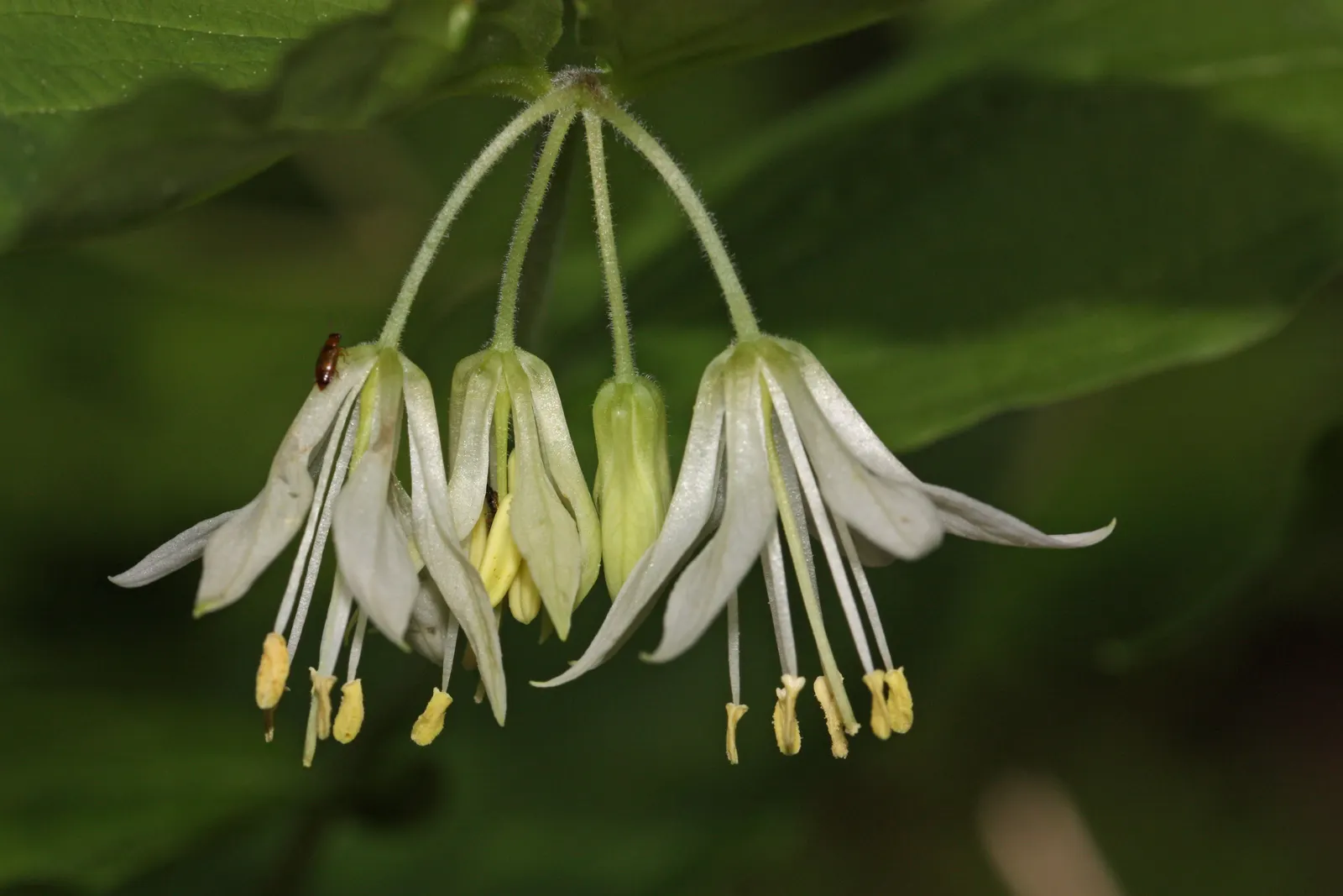 Angel's Fishing Rod (Dierama Igneum) — arching stems reaching 4-5 ft with delicate bell-shaped flowers in vibrant pink hues; dierama igneum requires full sun