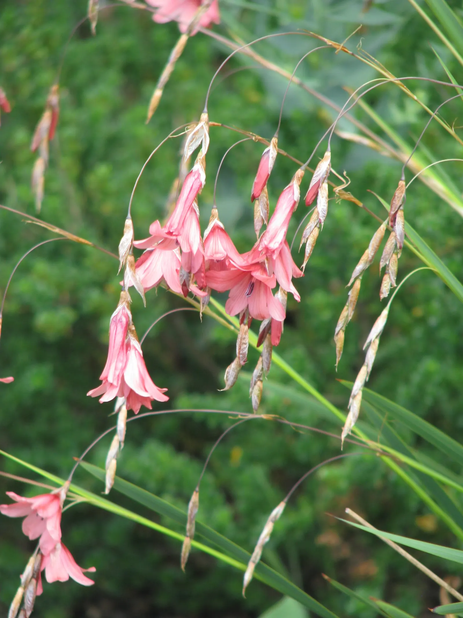 Angel's Fishing Rod (Dierama Igneum) — arching stems and bell-shaped flowers