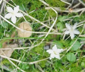 Angel's Fishing Rod (Dierama Igneum) — Space 18-24 inches apart for clump formation