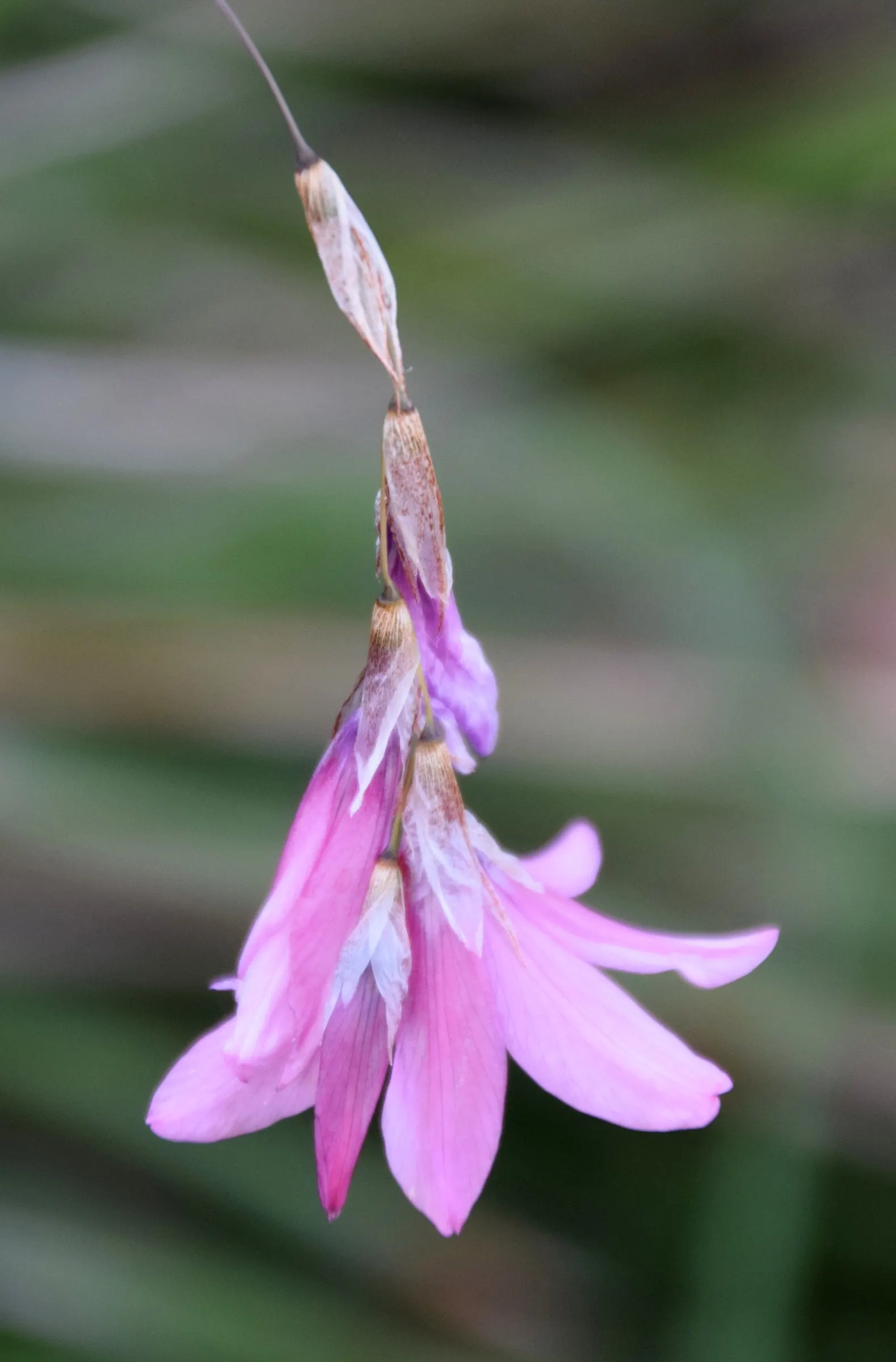 Angel's Fishing Rod (Dierama Igneum) — with a spread of 1 to 2 feet