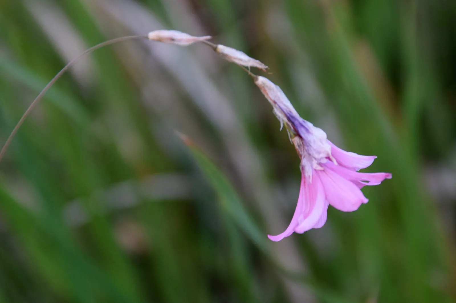 Angel's Fishing Rod (Dierama Igneum) — It showcases its beauty best when planted in masses along borders or featured in rock gardens; dierama igneum requires
