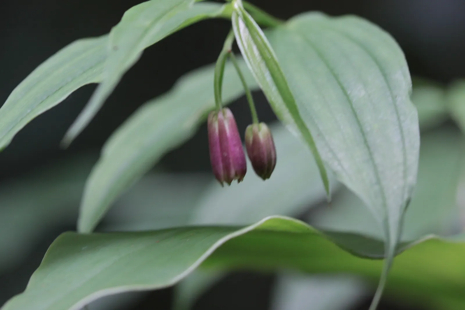 Angel's Fishing Rod (Dierama Igneum) — Angel's Fishing Rod (Dierama igneum) offers graceful; space 18-24 inches apart for clump formation