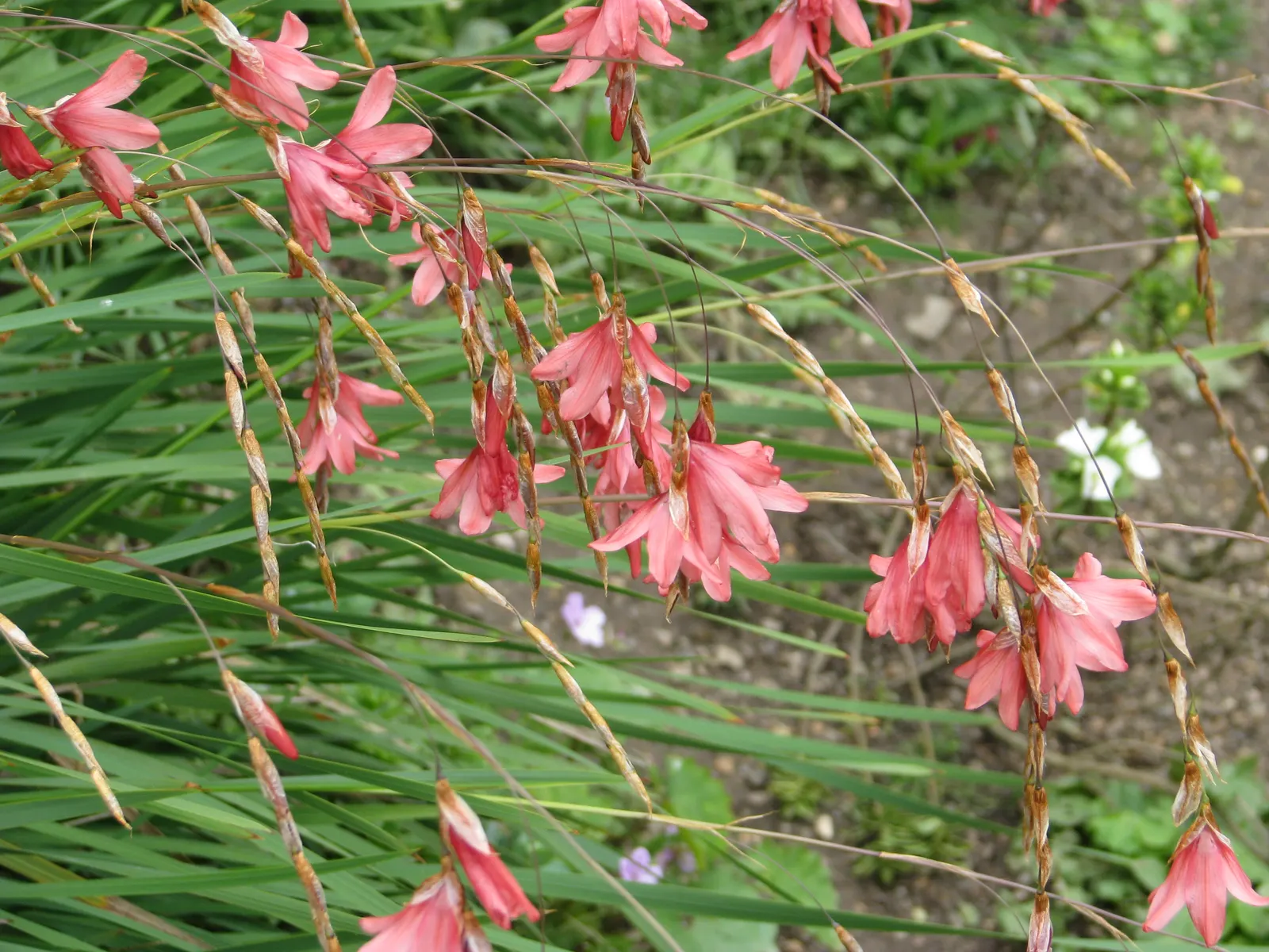 Angel's Fishing Rod (Dierama Igneum) — delivering natural movement and grace to the landscape.<br><br>Typically reaching heights of 4 to 5 feet; an added bonus